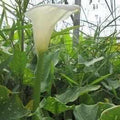 Zantedeshia Aethiopica 'Hercules' - Large Calla (Bare Root) - Play It Koi