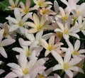 Zephyranthes 'Prairie Sunset' (Bare Root) - Play It Koi