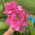 Zhongshan Duplicate Red Lotus (Bare Root) - Play It Koi